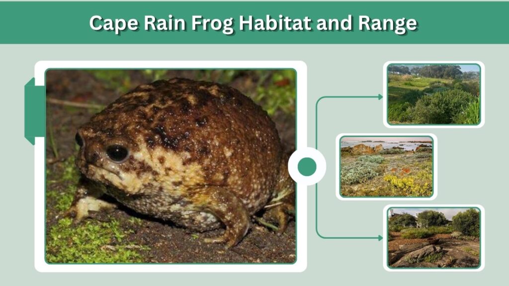 Cape Rain Frog: Habitat, Diet, Sound, Care & Facts