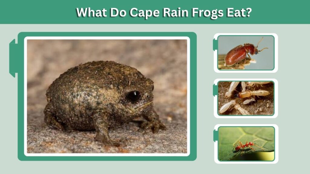 What Do Cape Rain Frogs Eat?