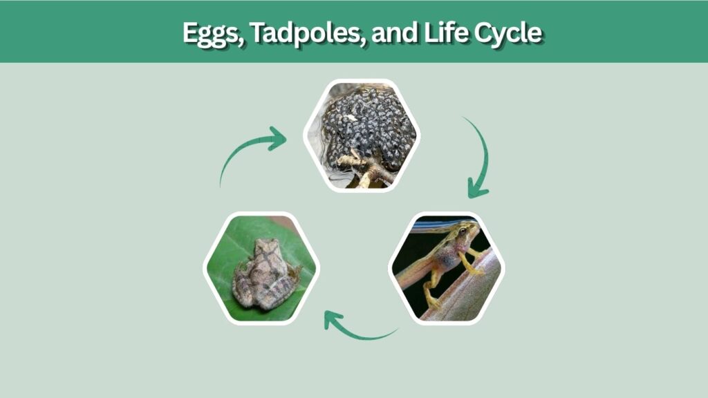 Eggs, Tadpoles, and Life Cycle