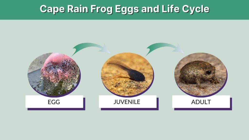 Cape Rain Frog Eggs and Life Cycle