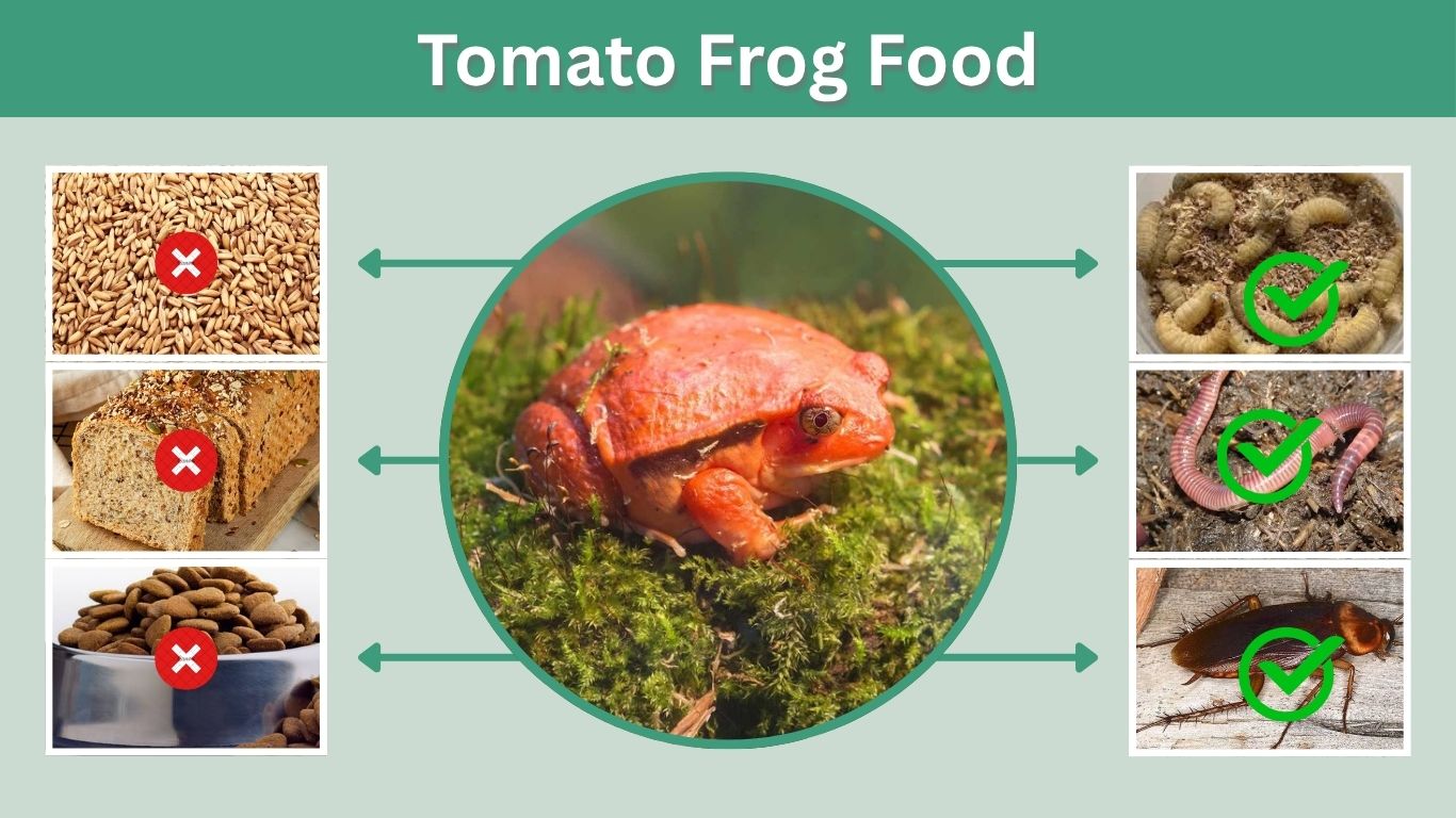 Tomato Frog Food: Diet, Feeding Schedule & Best Foods