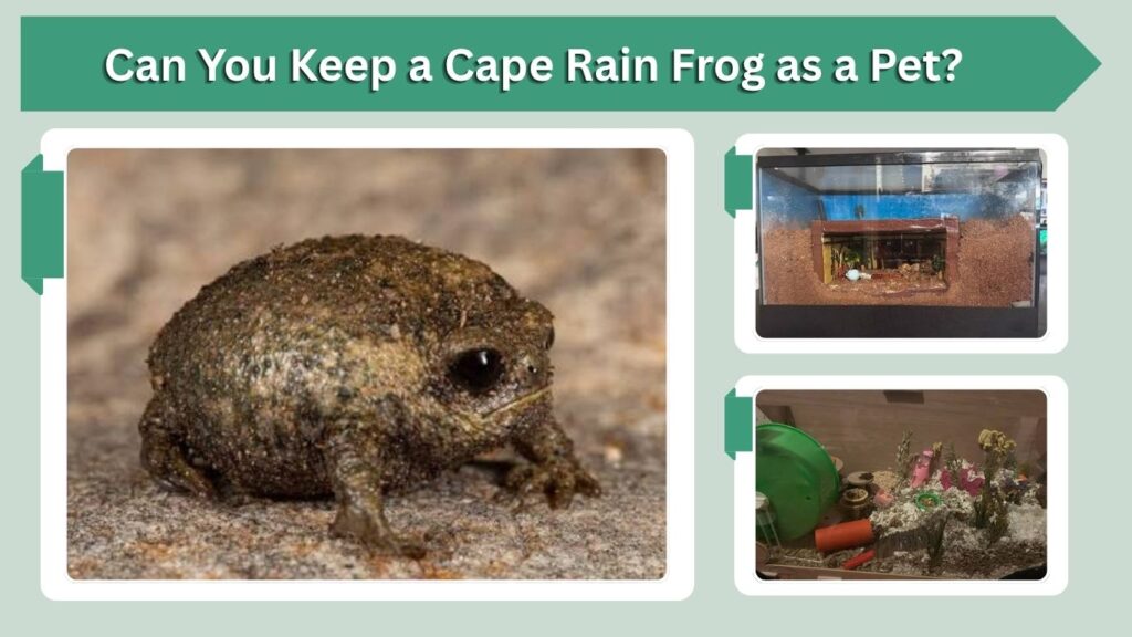 Can You Keep a Cape Rain Frog as a Pet?