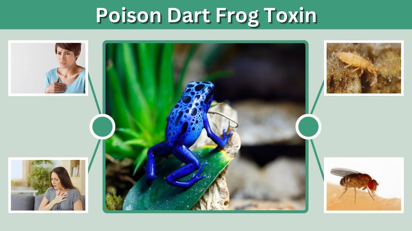 Poison Dart Frog Toxin: Types, Effects, and How It Works