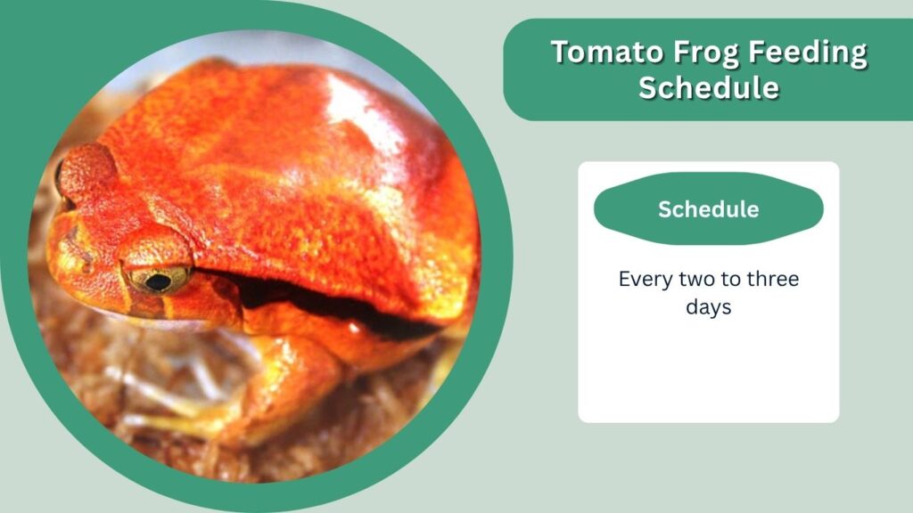 Tomato Frog Feeding Schedule