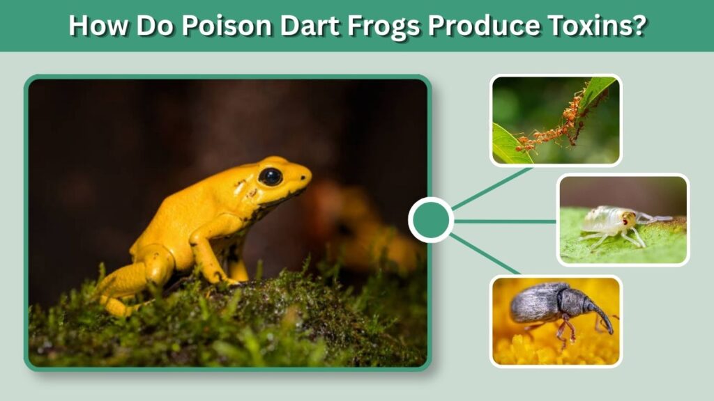 How Do Poison Dart Frogs Produce Toxins?