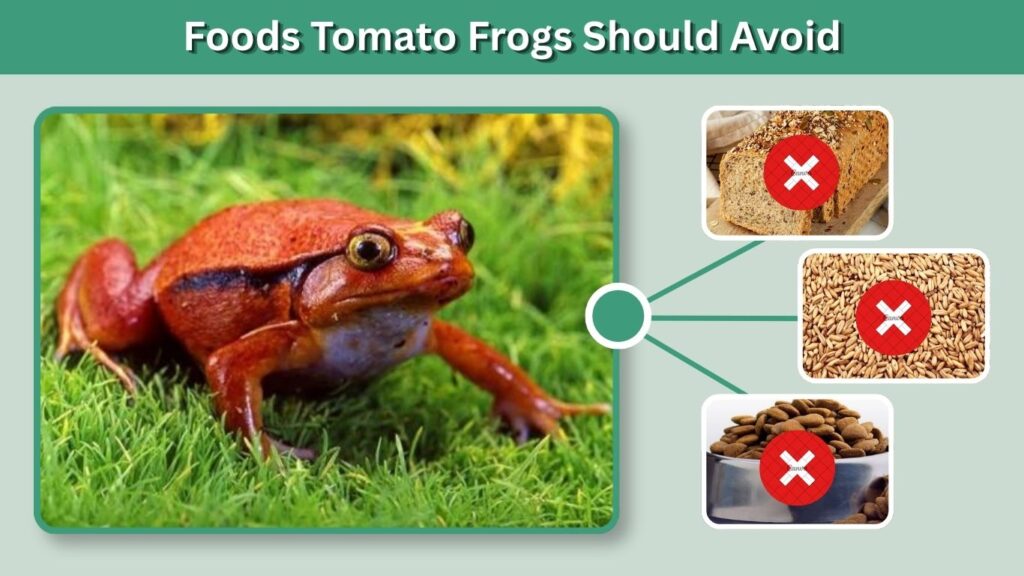 Foods Tomato Frogs Should Avoid