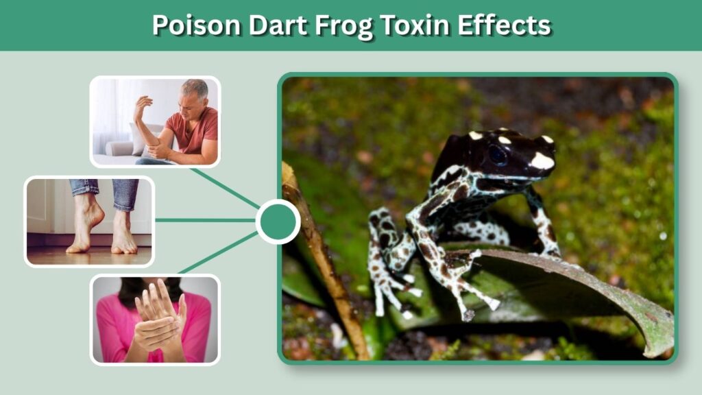 Poison Dart Frog Toxin Effects
