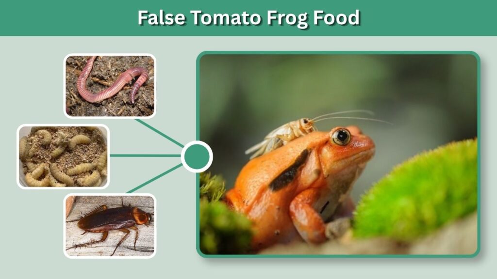 False Tomato Frog Food