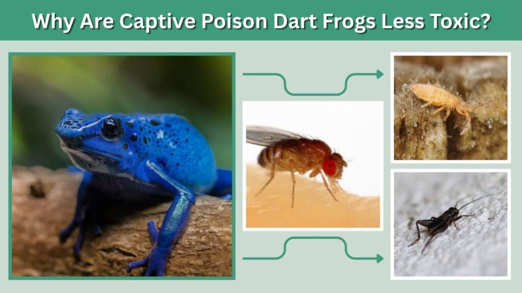 Why Are Captive Poison Dart Frogs Less Toxic?