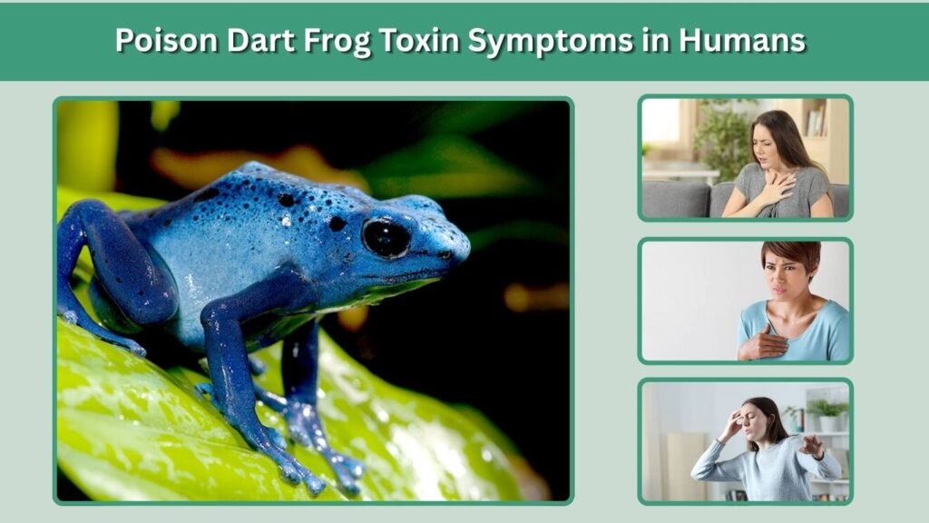 Poison Dart Frog Toxin Symptoms in Humans