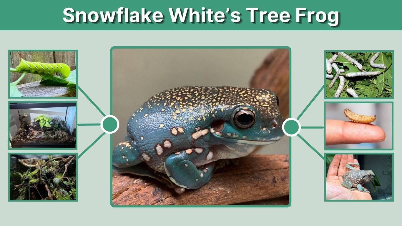 Snowflake White’s Tree Frog: Care, Colors, Size & Facts