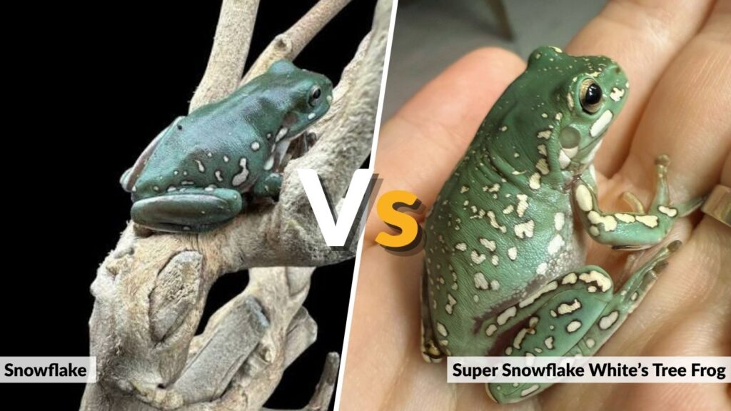 Snowflake vs. Super Snowflake White’s Tree Frog