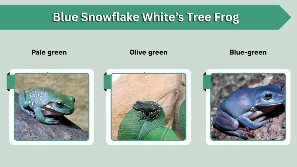 Blue Snowflake White’s Tree Frog