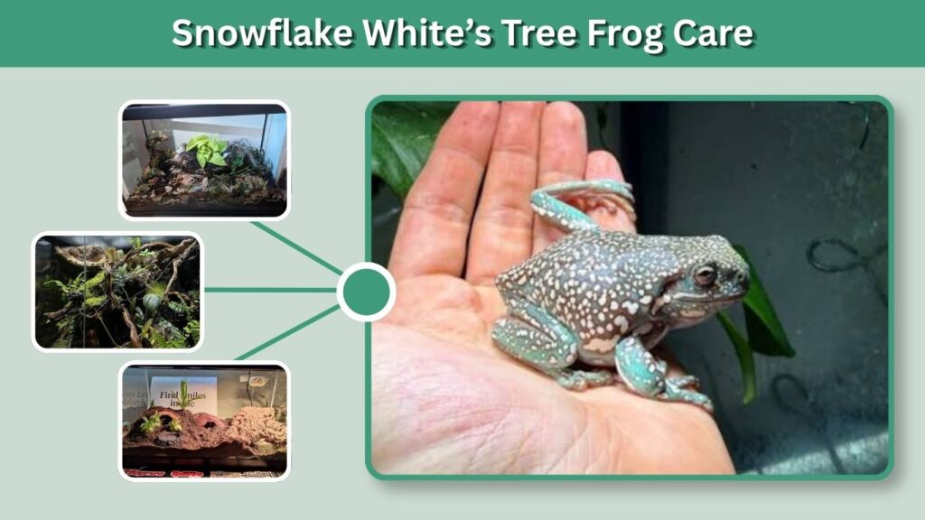 Snowflake White’s Tree Frog Care