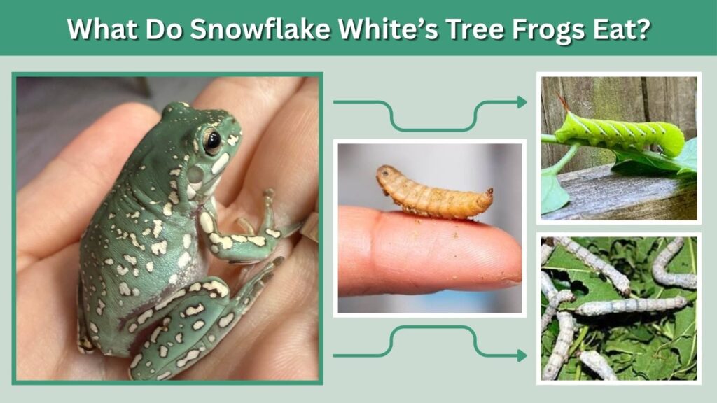What Do Snowflake White’s Tree Frogs Eat?