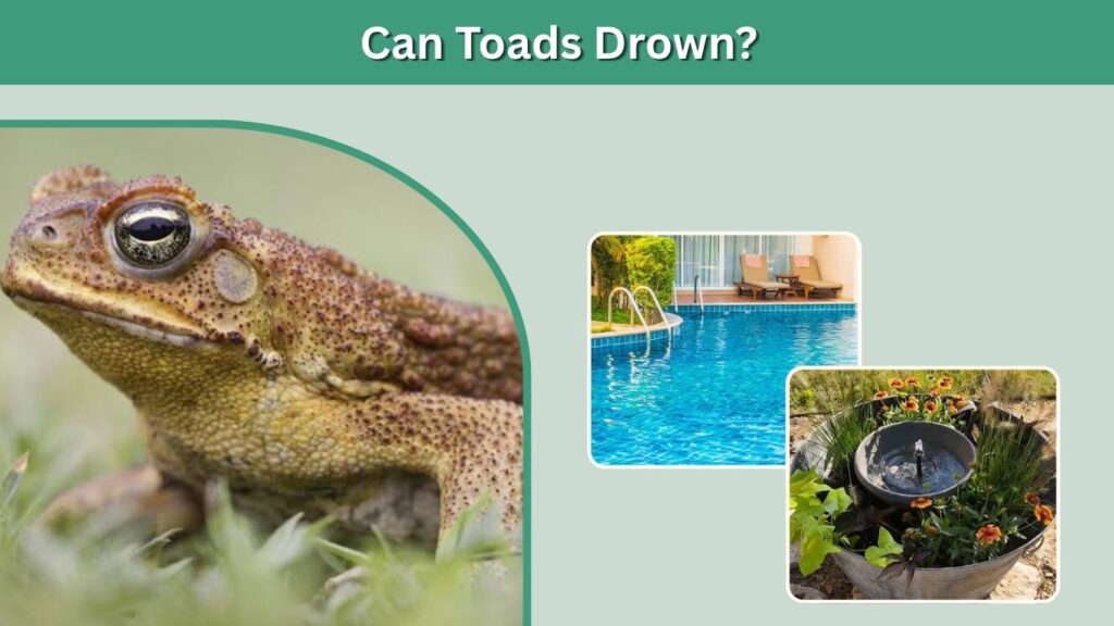 Can Toads Drown?