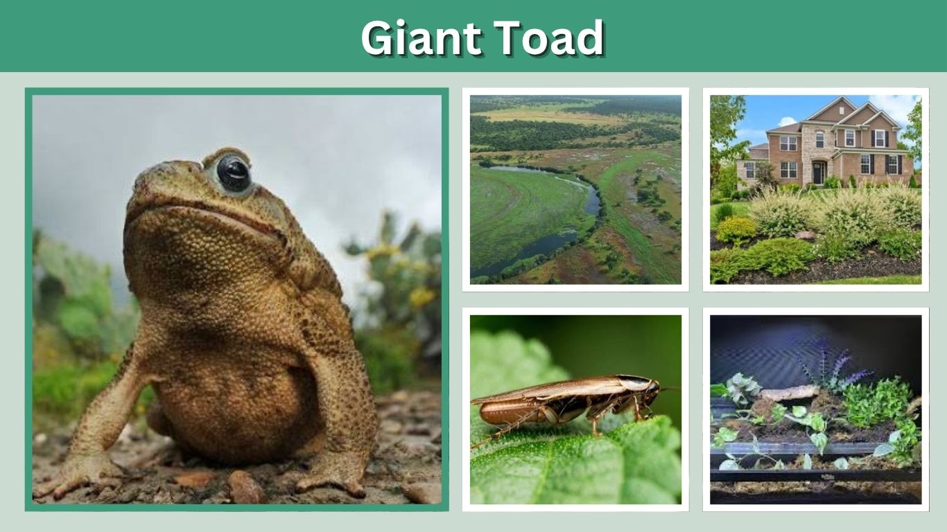 Giant Toad: Size, Habitat, Diet, Poison, and Care
