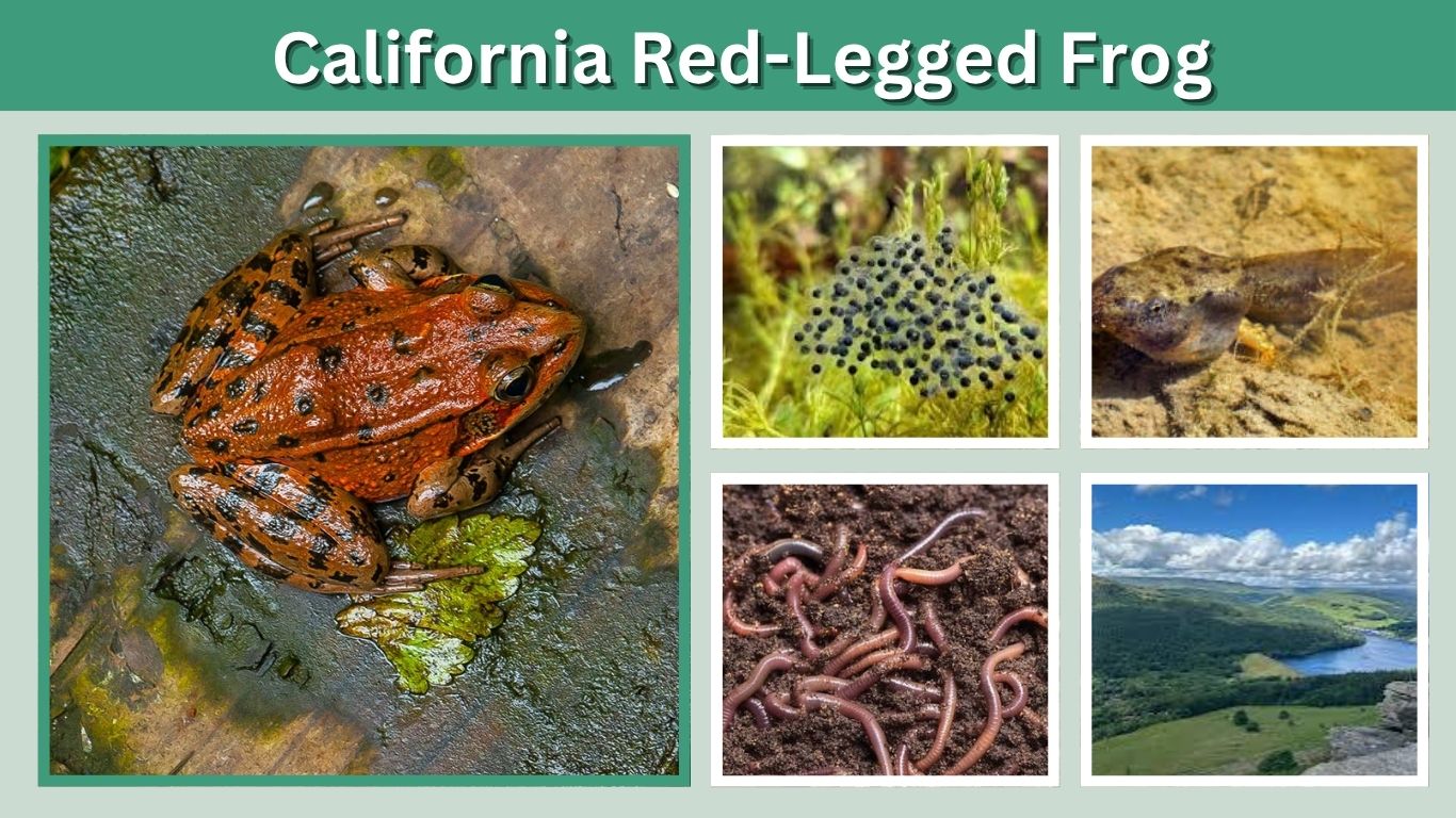 California Red-Legged Frog: Habitat, Diet, Facts & Life Cycle