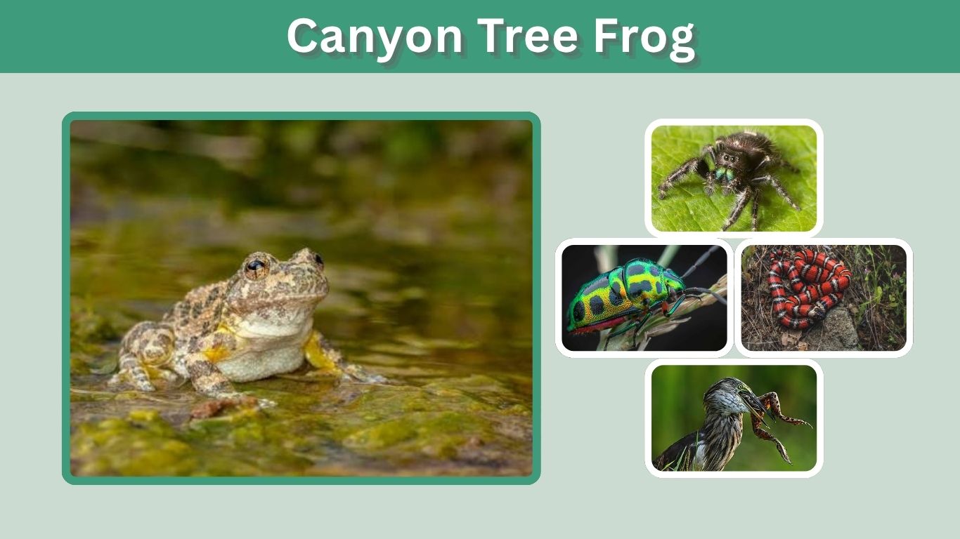 Canyon Tree Frog: Habitat, Diet, Call, Size & Facts