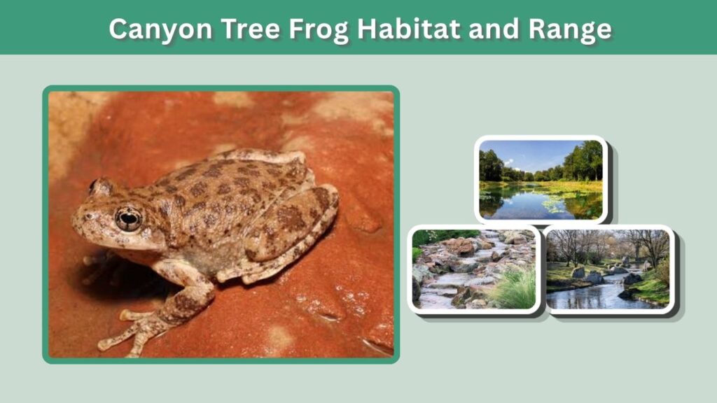 Canyon Tree Frog Habitat and Range