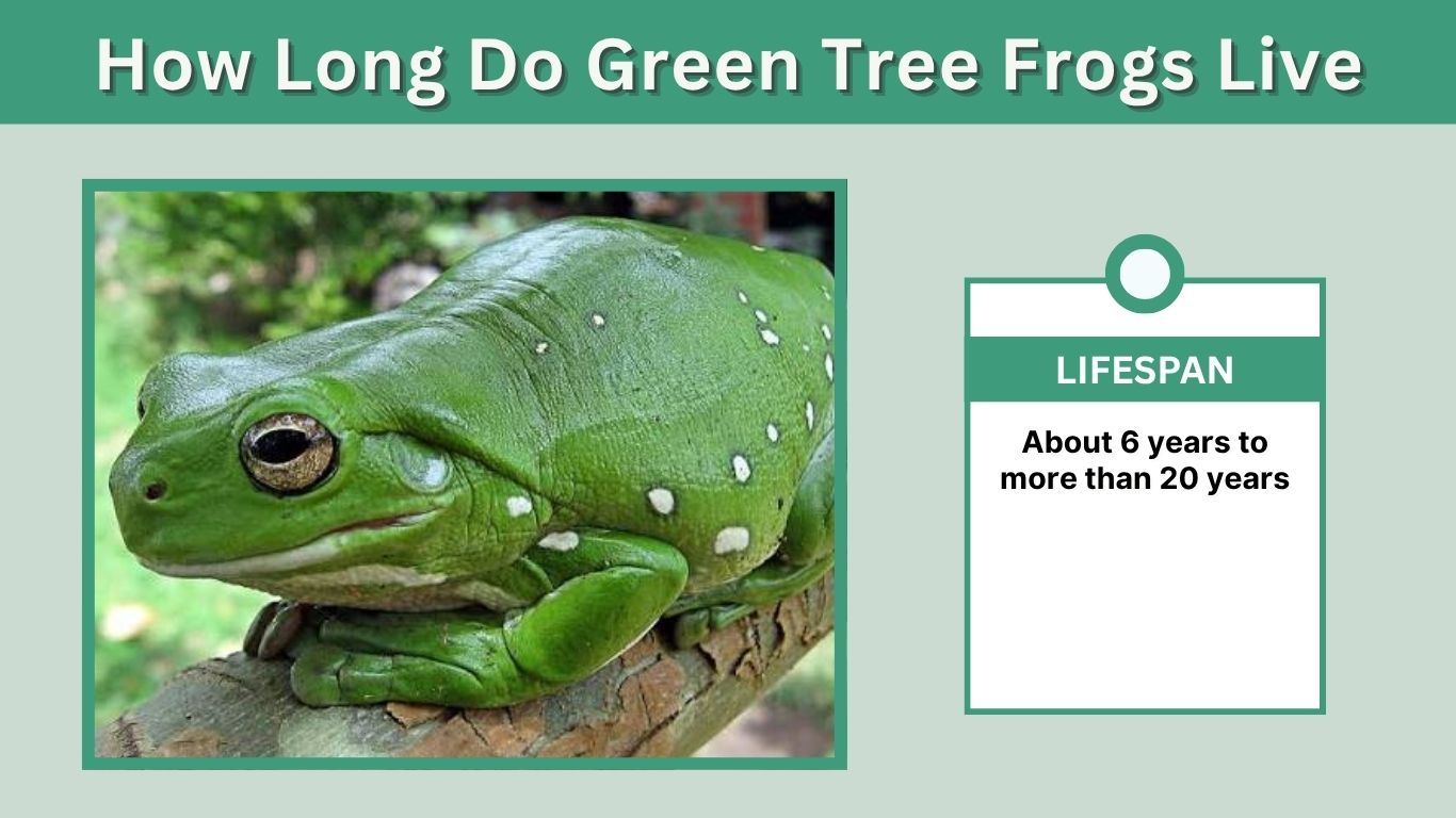 How Long Do Green Tree Frogs Live? Lifespan and Habitat