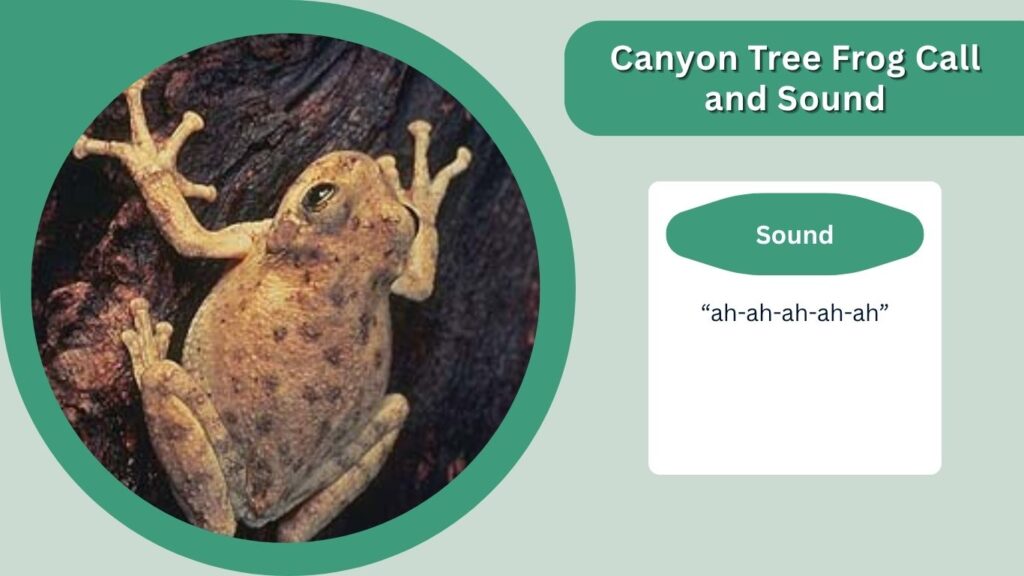 Canyon Tree Frog Call and Sound