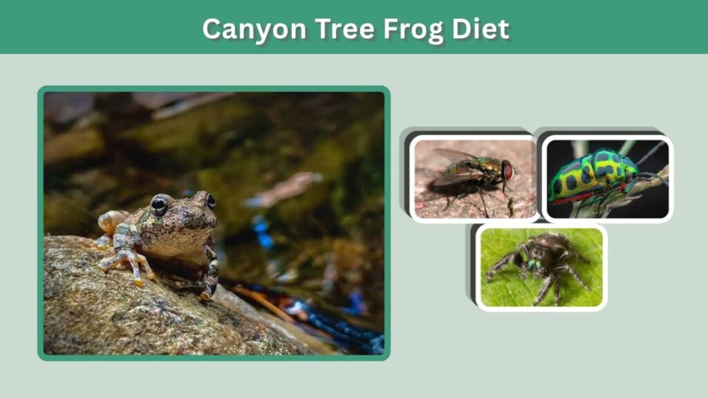 Canyon Tree Frog Diet