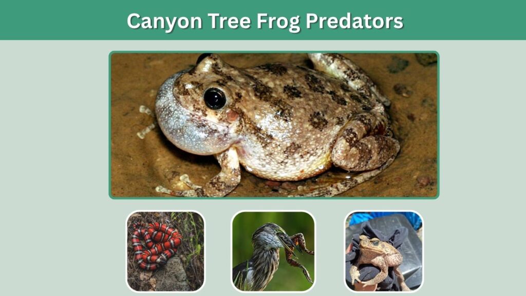 Canyon Tree Frog Predators