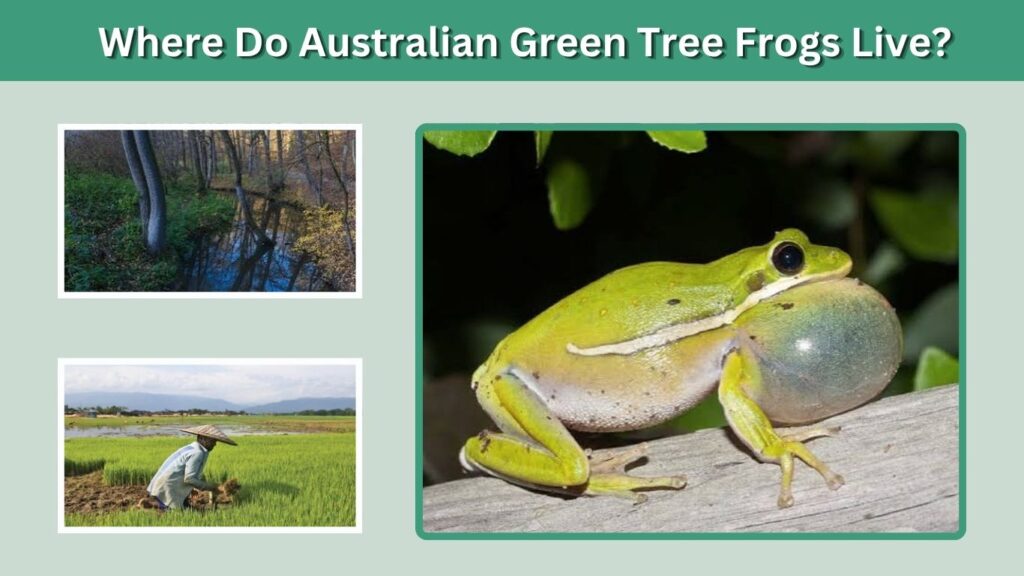 Where Do Australian Green Tree Frogs Live?