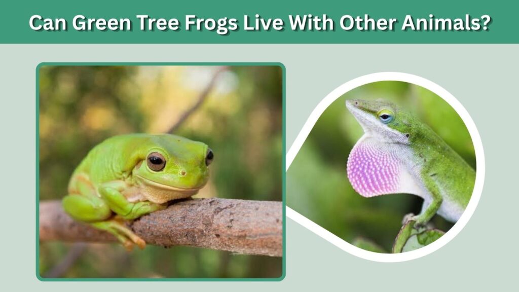 Can Green Tree Frogs Live With Other Animals?