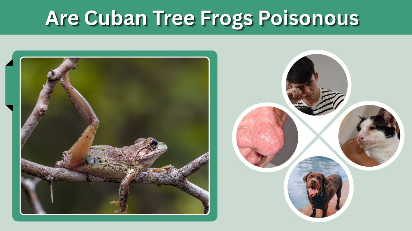 Are Cuban Tree Frogs Poisonous? Risks to People and Pets