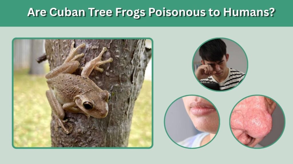Are Cuban Tree Frogs Poisonous to Humans?