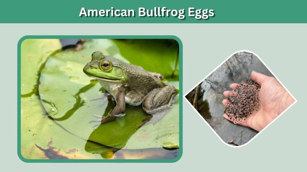 American Bullfrog Eggs