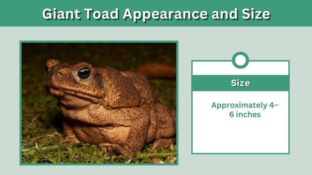 Giant Toad Appearance and Size