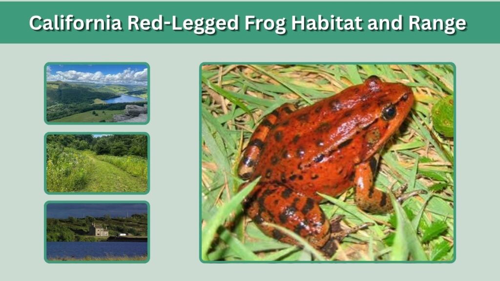 California Red-Legged Frog Habitat and Range