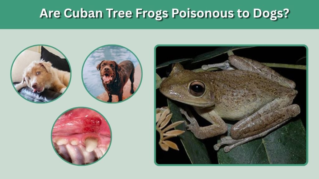 Are Cuban Tree Frogs Poisonous to Dogs?
