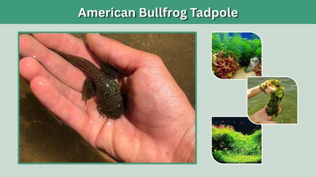 american Bullfrog Tadpole