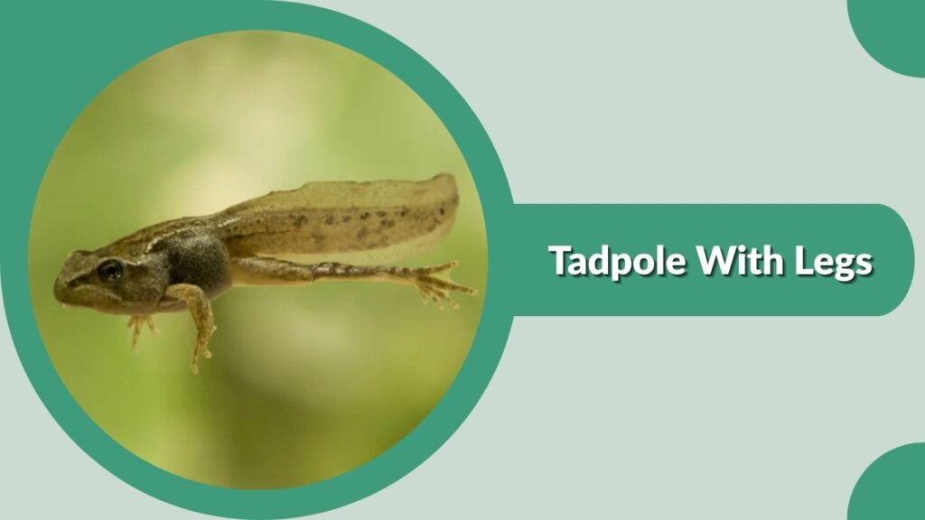 Stage 4: Tadpole With Legs