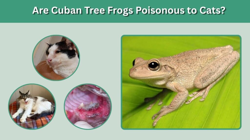 Are Cuban Tree Frogs Poisonous to Cats?