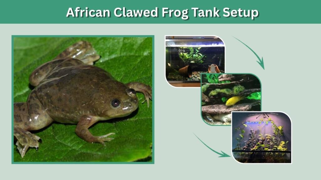 African Clawed Frog Tank Setup