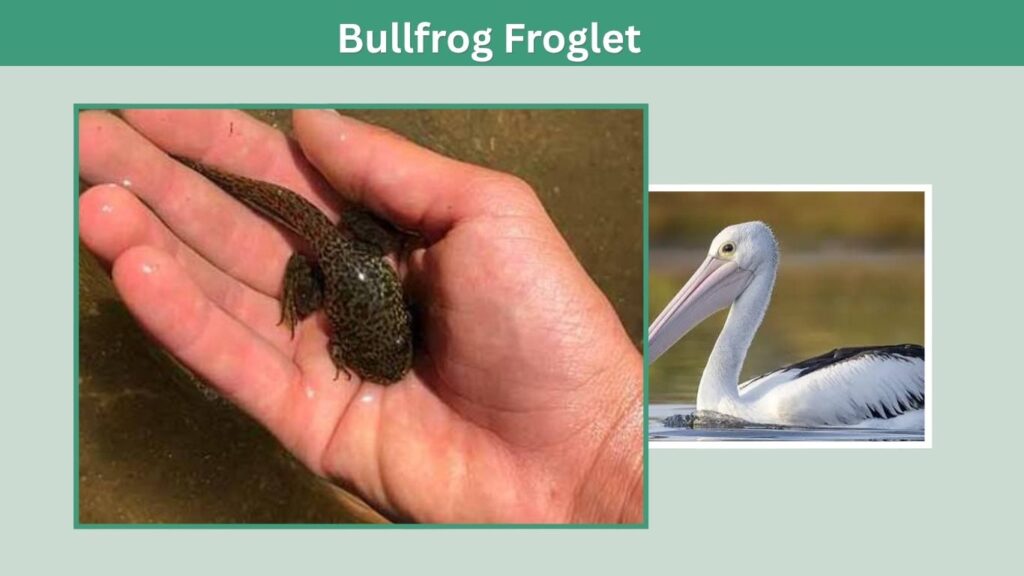Stage 5: Bullfrog Froglet