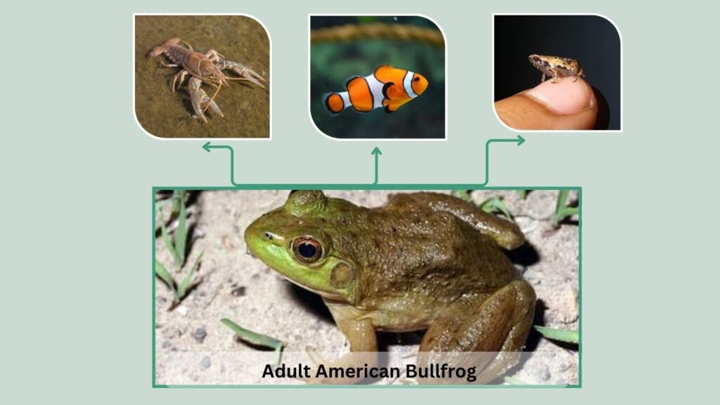 Stage 7: Adult American Bullfrog