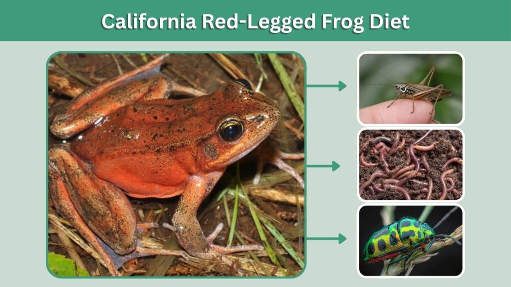 California Red-Legged Frog Diet