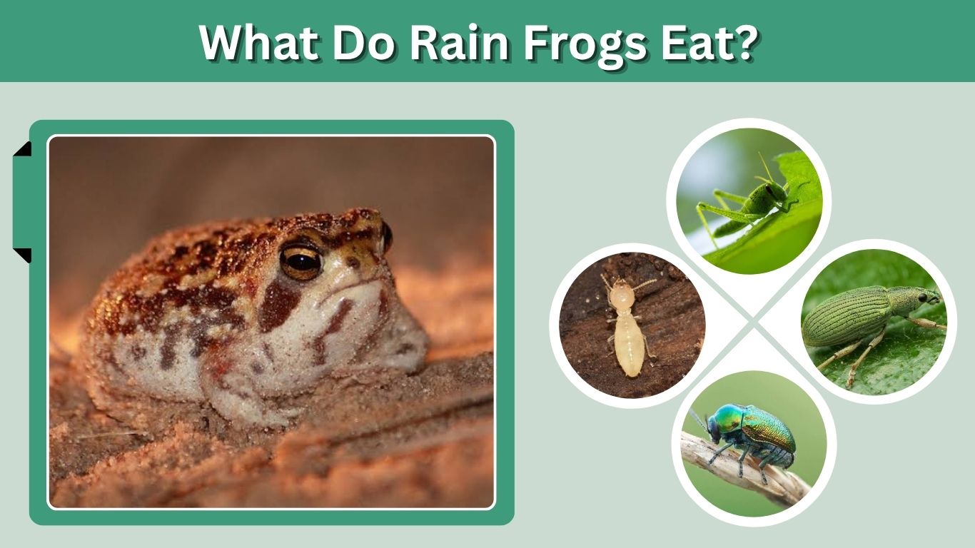What Do Rain Frogs Eat? 10 Best Foods and Diet Facts