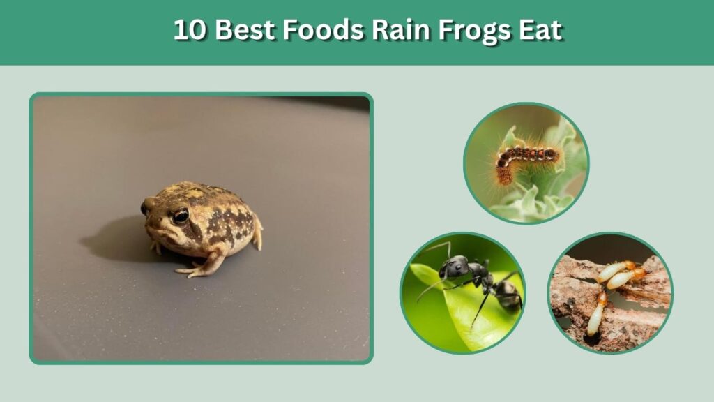 10 Best Foods Rain Frogs Eat