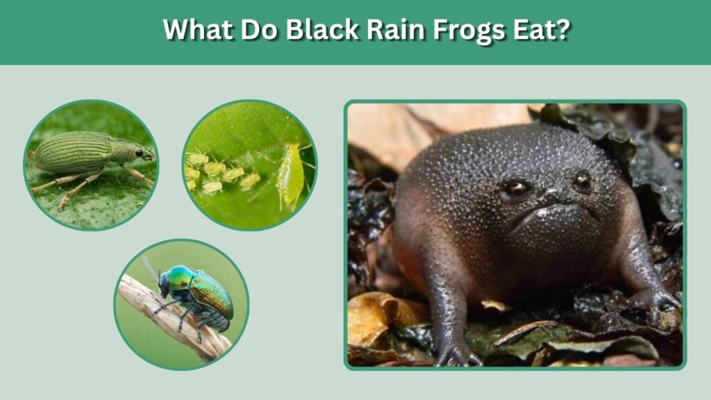 What Do Black Rain Frogs Eat?