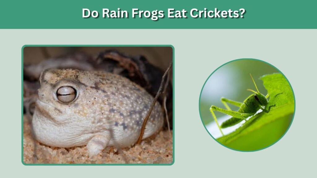 Do Rain Frogs Eat Crickets?