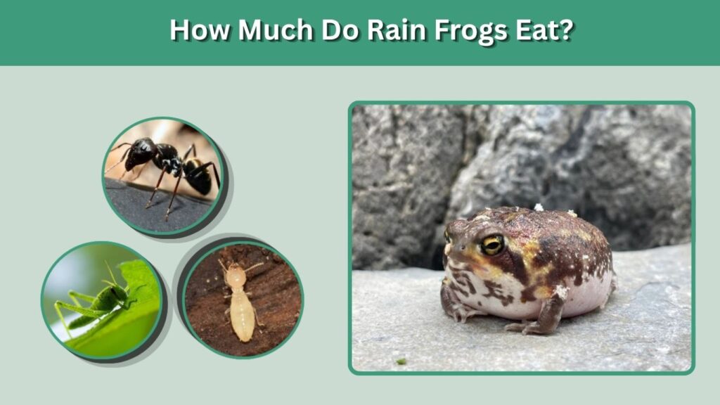 How Much Do Rain Frogs Eat?