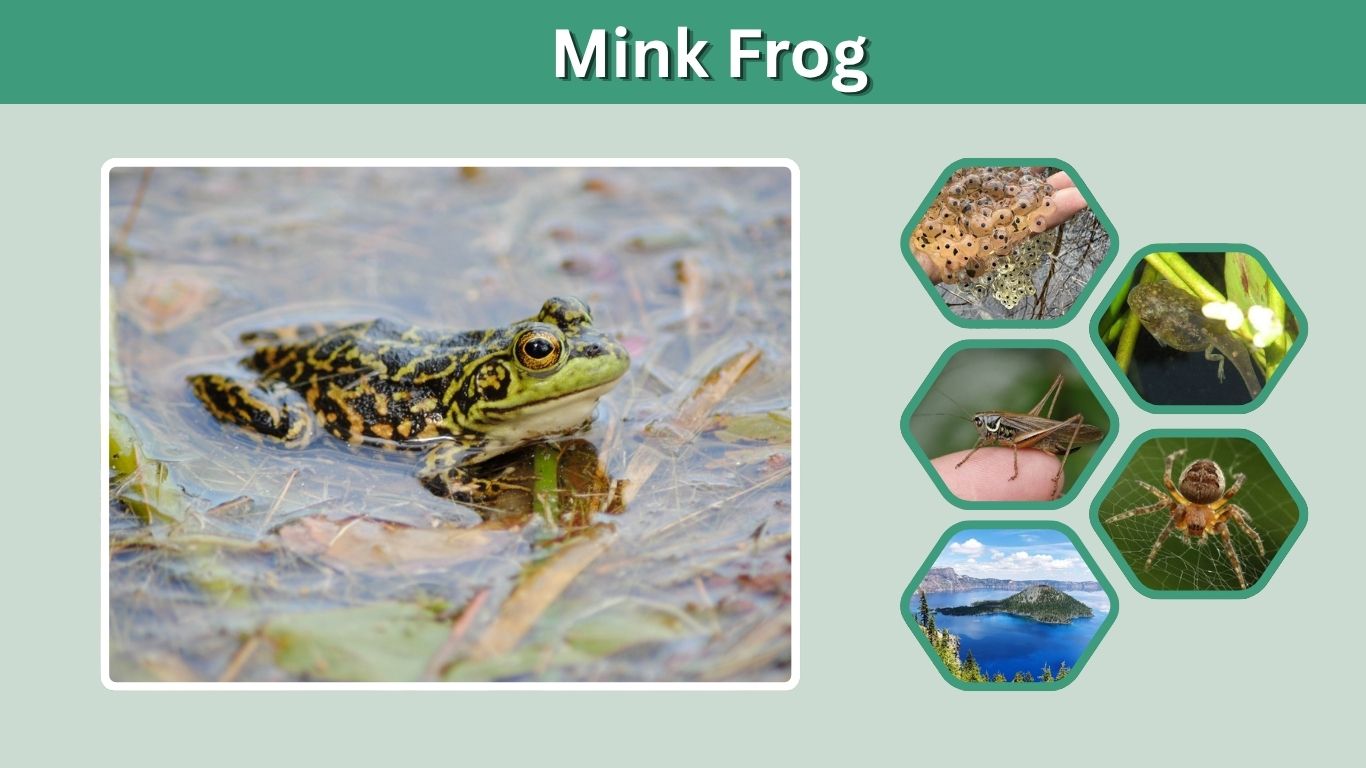 Mink Frog: Identification, Habitat, Diet, Call & Facts