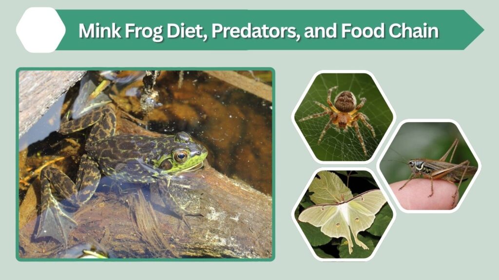 Mink Frog Diet, Predators, and Food Chain